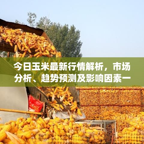 今日玉米最新行情解析，市場(chǎng)分析、趨勢(shì)預(yù)測(cè)及影響因素一網(wǎng)打盡！