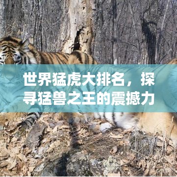 世界猛虎大排名，探尋猛獸之王的震撼力量與魅力