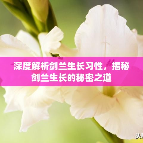 深度解析劍蘭生長習(xí)性，揭秘劍蘭生長的秘密之道