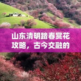 山東清明踏春賞花攻略，古今交融的魅力之旅