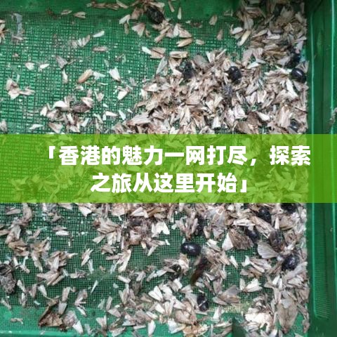 「香港的魅力一網(wǎng)打盡，探索之旅從這里開始」