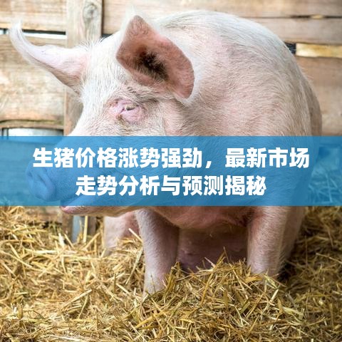 生豬價格漲勢強勁，最新市場走勢分析與預測揭秘