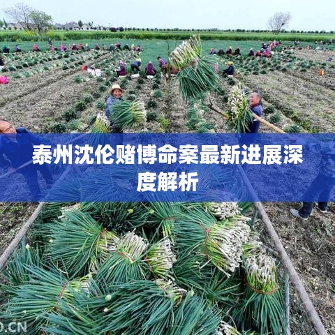 泰州沈倫賭博命案最新進展深度解析