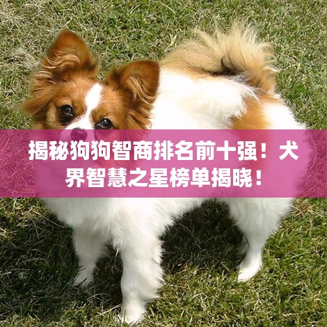 揭秘狗狗智商排名前十強！犬界智慧之星榜單揭曉！