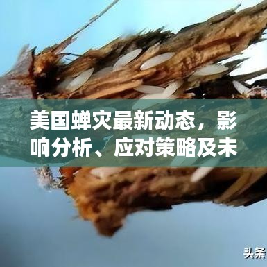 美國蟬災(zāi)最新動態(tài)，影響分析、應(yīng)對策略及未來展望