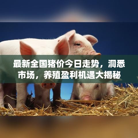 最新全國豬價今日走勢，洞悉市場，養(yǎng)殖盈利機遇大揭秘