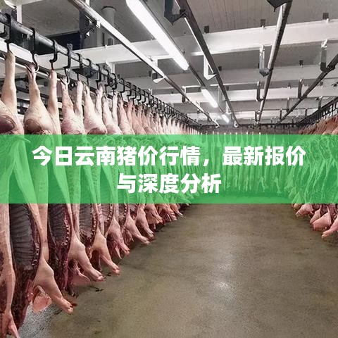 今日云南豬價(jià)行情，最新報(bào)價(jià)與深度分析