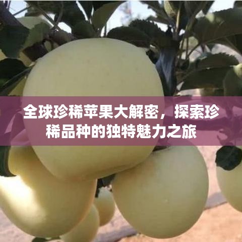 全球珍稀蘋果大解密，探索珍稀品種的獨特魅力之旅