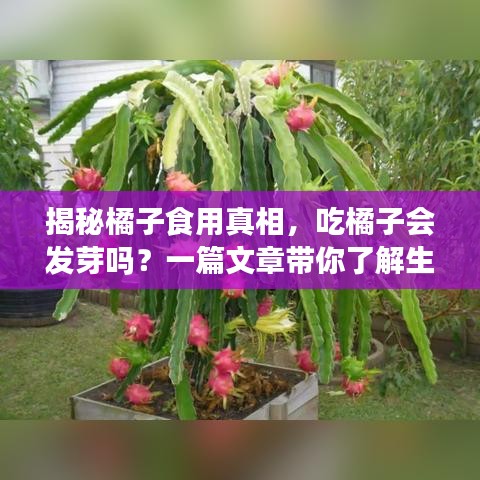 揭秘橘子食用真相，吃橘子會(huì)發(fā)芽嗎？一篇文章帶你了解生長(zhǎng)奧秘！