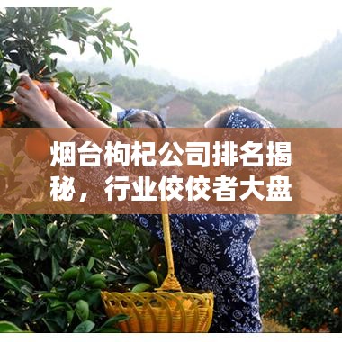 煙臺枸杞公司排名揭秘，行業(yè)佼佼者大盤點