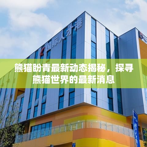 熊貓盼青最新動(dòng)態(tài)揭秘，探尋熊貓世界的最新消息
