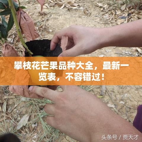 攀枝花芒果品種大全，最新一覽表，不容錯(cuò)過(guò)！