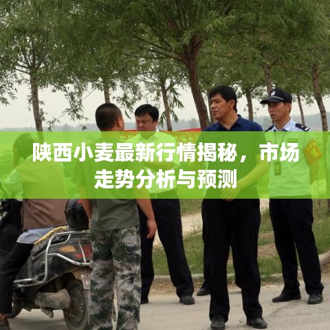 陜西小麥最新行情揭秘，市場走勢分析與預(yù)測