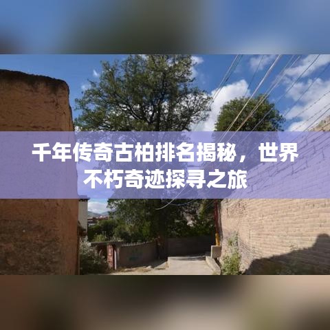 千年傳奇古柏排名揭秘，世界不朽奇跡探尋之旅