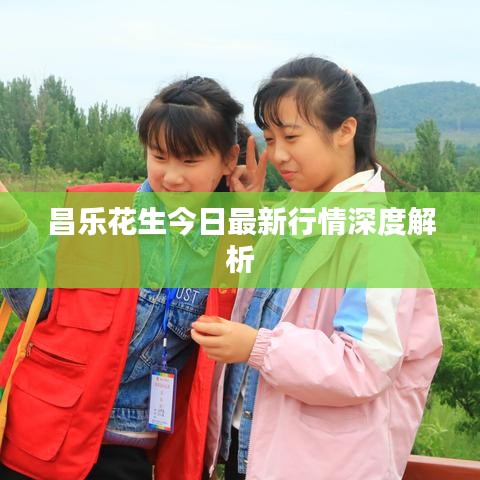 昌樂(lè)花生今日最新行情深度解析