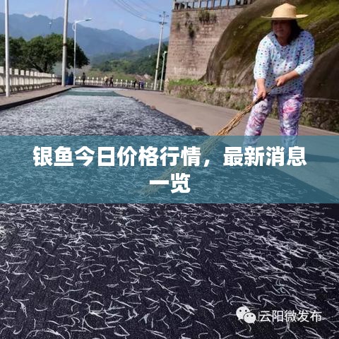 銀魚今日價(jià)格行情，最新消息一覽