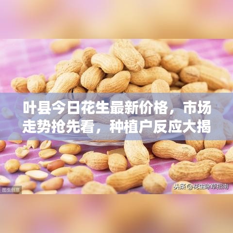 葉縣今日花生最新價(jià)格，市場走勢(shì)搶先看，種植戶反應(yīng)大揭秘！