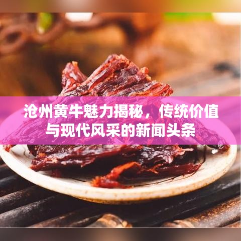 滄州黃牛魅力揭秘，傳統(tǒng)價值與現(xiàn)代風(fēng)采的新聞頭條