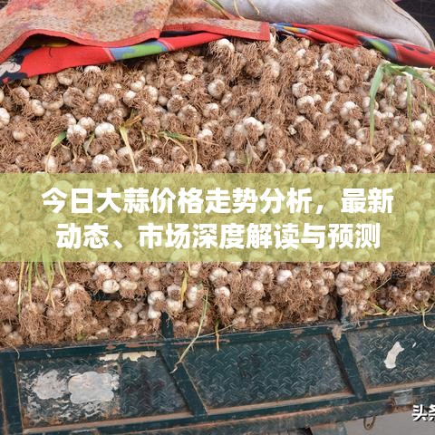 今日大蒜價(jià)格走勢(shì)分析，最新動(dòng)態(tài)、市場(chǎng)深度解讀與預(yù)測(cè)