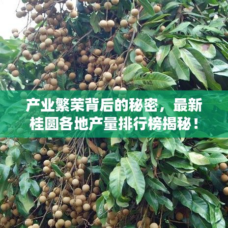 產(chǎn)業(yè)繁榮背后的秘密，最新桂圓各地產(chǎn)量排行榜揭秘！
