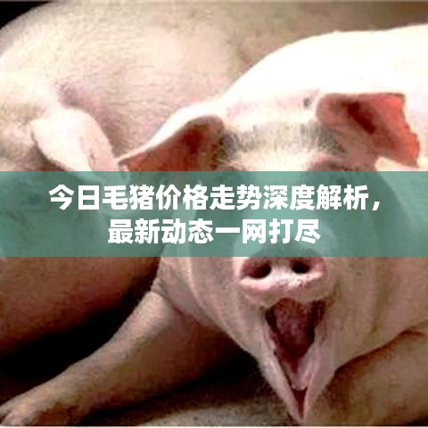 今日毛豬價格走勢深度解析，最新動態(tài)一網打盡