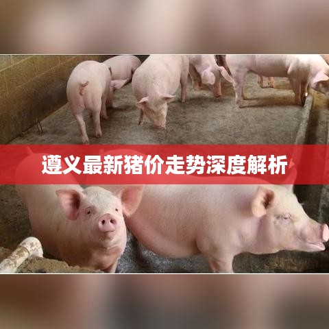 遵義最新豬價(jià)走勢(shì)深度解析