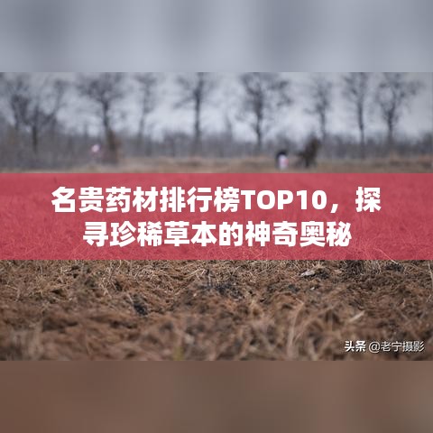 名貴藥材排行榜TOP10，探尋珍稀草本的神奇奧秘