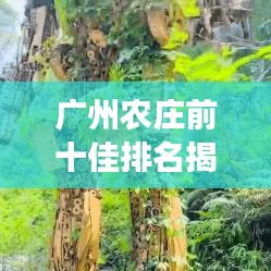 廣州農(nóng)莊前十佳排名揭曉，領(lǐng)略鄉(xiāng)村魅力的夢幻之地