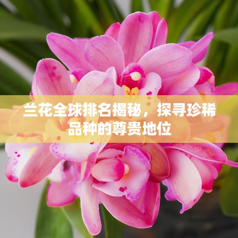 蘭花全球排名揭秘，探尋珍稀品種的尊貴地位