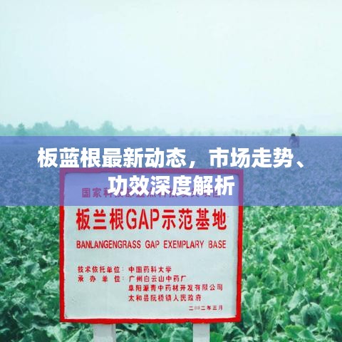 板藍(lán)根最新動(dòng)態(tài)，市場(chǎng)走勢(shì)、功效深度解析