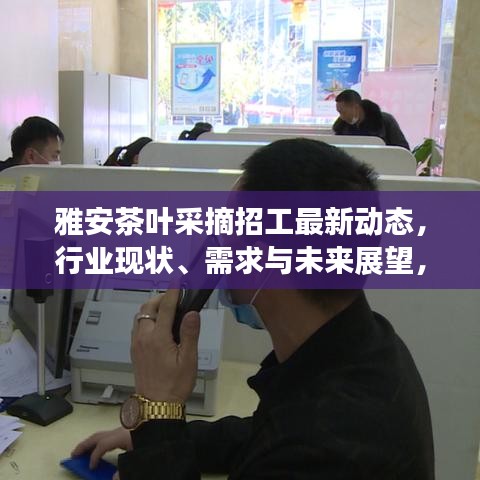 雅安茶葉采摘招工最新動(dòng)態(tài)，行業(yè)現(xiàn)狀、需求與未來(lái)展望，搶鮮了解！