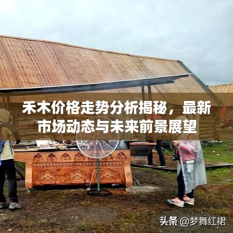 禾木價格走勢分析揭秘，最新市場動態(tài)與未來前景展望