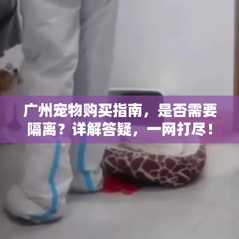 廣州寵物購買指南，是否需要隔離？詳解答疑，一網(wǎng)打盡！