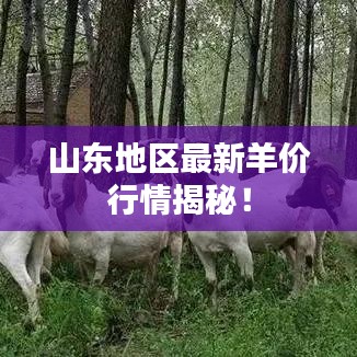 山東地區(qū)最新羊價(jià)行情揭秘！