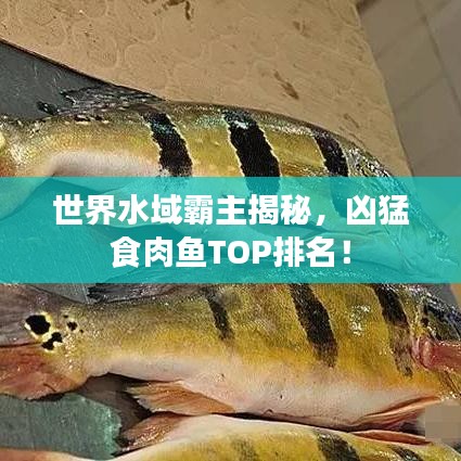 世界水域霸主揭秘，兇猛食肉魚TOP排名！