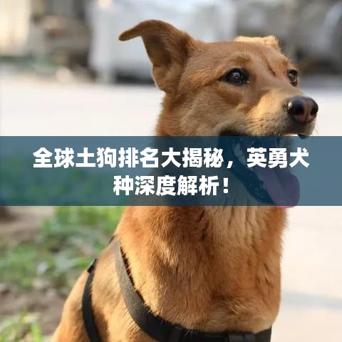 全球土狗排名大揭秘，英勇犬種深度解析！