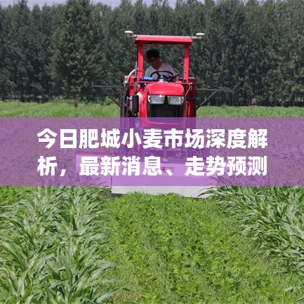 今日肥城小麥?zhǔn)袌?chǎng)深度解析，最新消息、走勢(shì)預(yù)測(cè)與產(chǎn)業(yè)洞察