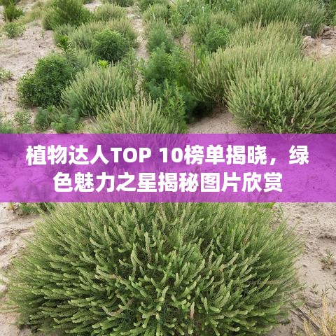 植物達人TOP 10榜單揭曉，綠色魅力之星揭秘圖片欣賞