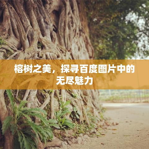 榕樹之美，探尋百度圖片中的無盡魅力