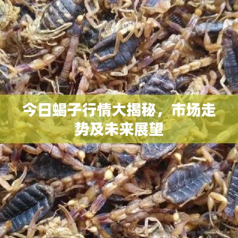 今日蝎子行情大揭秘，市場(chǎng)走勢(shì)及未來(lái)展望
