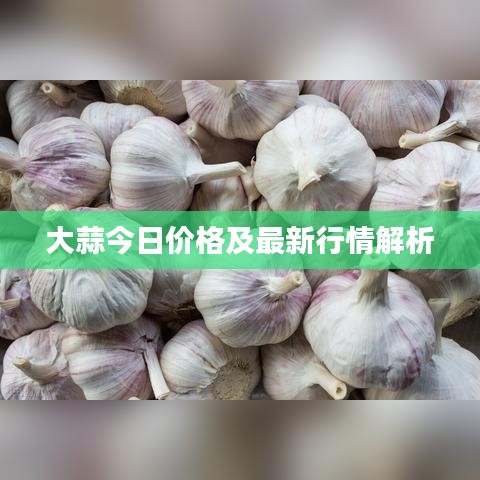 大蒜今日價格及最新行情解析