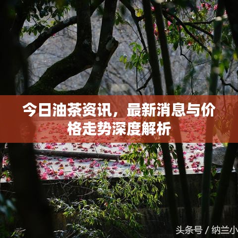 今日油茶資訊，最新消息與價(jià)格走勢(shì)深度解析