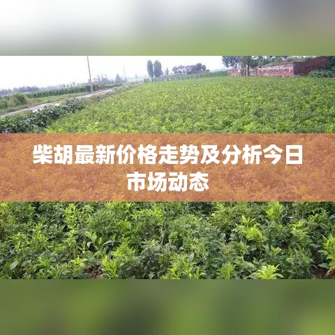 柴胡最新價格走勢及分析今日市場動態(tài)