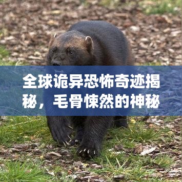 全球詭異恐怖奇跡揭秘，毛骨悚然的神秘地點探尋之旅