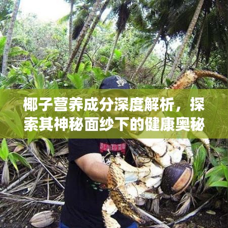 椰子營養(yǎng)成分深度解析，探索其神秘面紗下的健康奧秘