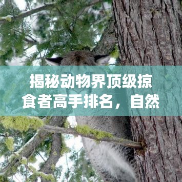 揭秘動物界頂級掠食者高手排名，自然界猛獸霸主榜單！