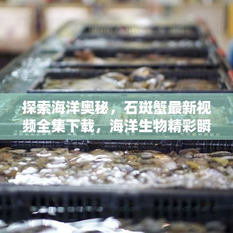 探索海洋奧秘，石斑蟹最新視頻全集下載，海洋生物精彩瞬間一網(wǎng)打盡