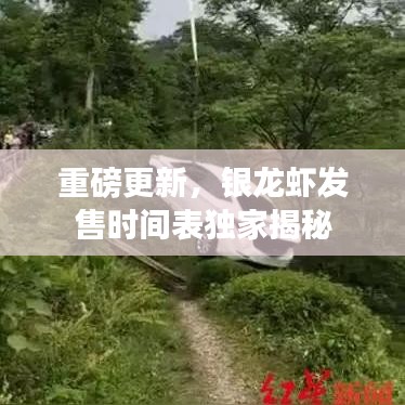 重磅更新，銀龍蝦發(fā)售時間表獨(dú)家揭秘