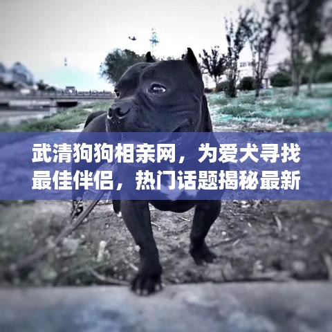 武清狗狗相親網(wǎng)，為愛(ài)犬尋找最佳伴侶，熱門話題揭秘最新消息