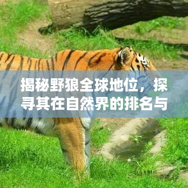 揭秘野狼全球地位，探尋其在自然界的排名與地位